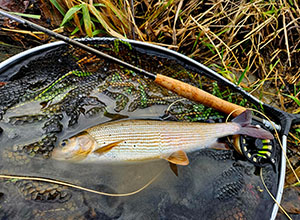 Dragon Fly Fishing