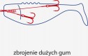 SYSTEMIKI SZCZUPAKOWE Najnowsze rozwiązanie do zbrojenia dużych gum szczupakowych (od 15 do 25 cm). Złożone z tzw. „korkociągu” oraz dwóch dozbrojek o różnej długości, wykonanych z materiału A.F.W. Surfstrand 1x7 i uzbrojonych w bardzo ostre kotwiczki Dragon V-POINT. Oferowane w wersji o wytrzymałości 18 lub 30 kilogramów, z uzbrojeniem w kotwiczki i haki o rozmiarach od 2 do 2/0 oraz z długościami dozbrojek: krótsza od 4 do 5 cm, dłuższa od 6 do 11.5 cm.