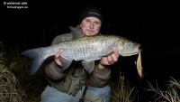 Nocne łowienie z udziałem Black Rock II (i Salmo Skinnerem) właśnie w jednym z bardzo trudnych technicznie miejsc – pisałem o takich w artykule. Boleń wprawdzie nie imponuje wielkością, ale tutaj chodzi przede wszystkim o moją wędkę – jest diabelnie skuteczna :) 