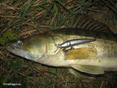 Salmo Sting na przyponie Surfstrand 1x7 bez nylonowej powłoki.