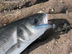 Sea Bass (labraks)