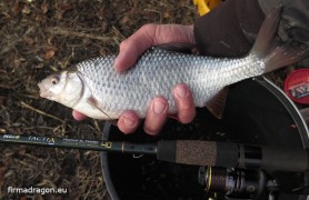 Doskonale czuć na tej wędce (c.w. 40 g) każdą zaciętą rybę. Jednocześnie ma się wrażenie, że kij w dolnej części ma spory zapas mocy pozwalający wyholować znacznie większą rybę.