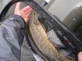 Złowiłem kilka szczupaków długości 75-90 cm, na spinning do 10 g i plecionkę średnicy 0,06 mm – ależ to była jazda na całego, bez trzymanki i bez światła ciemną nocą.