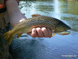 Potokowiec złowiony na Salmo Executor