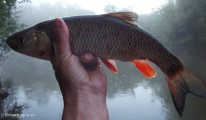 Podczas gdy biorą tylko małej wielkości ryby, Spinn 14 również pozwala nam czuć zadowolenie z holu.  