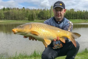 Szybkie zarzucenie zestawu i nie dłużej jak za 5 minut znowu na brzegu piękna ryba. Tym razem karp pełnołuski o wadze 5,5 kg.