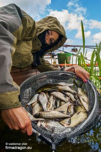 Plon kilku godzin łowienia drobnych ryb; kilka leszczyków uciekło z kosza podczas sesji fotograficznej. J W tle na zdjęciu widać moje stanowisko, a coraz większe słoneczne dziury w chmurach zapowiadają poprawę pogody.  