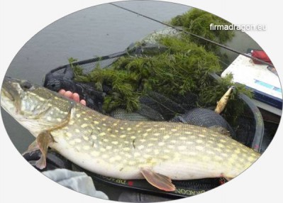 Na zdjęciu 8-9 kg nerwowej mamusi, plus 10 kg zielska, a całość wyjechała na 9-kilogramowym Self-Made i wędzisku CXT.