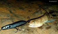 Lizardfish o świcie na powierzchniowca