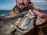 Amberjack i Leerfish