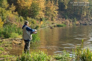 fot. Płytka, nasłoneczniona zatoka przyciąga małe ryby, a za nimi płyną szczupaki… Potrzebujemy lekką przynętę i wędzisko o dobrych parametrach rzutowych.