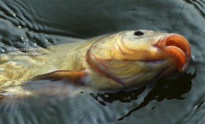 fot. Lin – ryba znana z ostrożności, późnym słonecznym porankiem wzięła na trzy duże czerwone robaki, haczyk nr 8, przywiązany do plecionki..