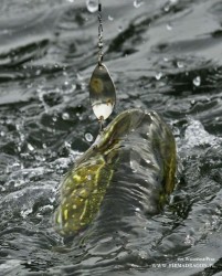 Pokazana tutaj Alga służy mi 2 lata, wahadłówki noszę upakowane ciasno w plastikowym pudełku, więc i tutaj stale się ocierają o siebie wzajemnie niszcząc powłokę chroniącą przed rdzewieniem. Przekonałem się, że rdza często gasi blask wahadłówki w słoneczny dzień, co pozytywnie wpływa na ilość brań. Jednakże najważniejszym jest, aby to kotwica zawsze była świeża, lśniąca i ostra.