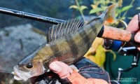 Wędzisko Fishmaker (wklejanka) to dobrej klasy spinning, wart każdej wydanej złotówki, przydatny nie tylko w łowieniu okoni. Wędzisko z c.w. 3-18 g przydaje się w dużej rzece i dużym jeziorze, można nim łowić duże okonie. Wędzisko posiada duży zapas mocy, co użytkownicy bardzo chwalą.