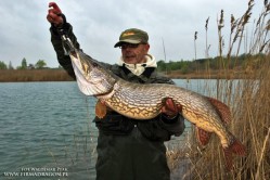 Na zdjęciu mój serdeczny kolega Marek Pokutycki ze swoim 1-majowym szczupakiem o długości 116 cm. Poprosiłem kol. Marka, aby przez kilka dni z rzędu łowił z użyciem koł. Fishmaker II FD 1135i, na co przystał. Kolega Marek nie cacka się ze sprzętem, więc liczyłem na to, że jeśli Fishmaker II ma słabe strony, to szybko się one ujawnią w rękach Marka. Po 3 dniach intensywnego spinningowania opinia Marka P. była następująca: *Nic się nie zepsuło, wszystko działa bez zastrzeżeń, kołowrotek nie stwarza problemów na łowisku.* Przez te dni wędkowaliśmy razem na polskim łowisku i kątem oka obserwowałem pracę Fishmakera II, więc potwierdzam słowa Marka P.