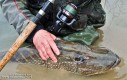 Kołowrotek Fishmaker II nieźle dostał w skórę; Marek P. łowił swoją przynętą o masie 25 g, która stawia duży opór wędzisku i kołowrotkowi; Fishmaker II wytrzymał to obciążenie i umożliwił Markowi P. złowienie kilku metrowych szczupaków, zaciętych na dużym dystansie. Jak widać na zdjęciu, na kołowrotku jest żyłka, zdecydowałem się nawinąć 15 lb. Ani razu nie zaplątała się pod szpulę lub w rotor.