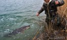 Holowany szczupak okazał się zbyt duży dla widocznego podbieraka, więc kol. Marek postanowił ręką chwycić szczupaka. Po zawirowaniach w wodzie widać, że szczupak stawiał zaciekły opór i nie był słabym przeciwnikiem. Lądowanie ryby utrudniała konfiguracja strefy brzegowej jeziora, gdyby kol. Marek postawił 1 krok więcej, byłby się zsunął po stromym stoku na głębokość 6 m. Po drugiej stronie wędkarza zwarta ściana wysokich trzcin utrudniała jakikolwiek manewr rybą lub wędziskiem. Kol. Marek zrezygnował z użycia mojego chwytaka z braku doświadczenia w posługiwaniu się nim.