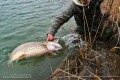 Na tym zdjęciu widoczne są dwa istotne szczegóły: wielkości dłoni kol. Marka na tle głowy szczupaka oraz kołowrotek Fishmaker II – dobra konstrukcja kabłąka i mocna sprężyna umożliwiają utrzymanie szaleńczo walczącego szczupaka bez przytrzymywania drugą ręką kabłąka.