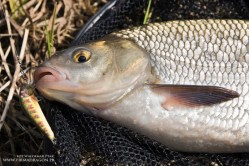 Jaź skusił się na bardzo dobry wobler, to Minnow firmy Salmo – ten wobler ma 6 cm dł. i bardzo go lubię w akcji. Ryba zapięta jest od strony steru: jaź i kleń bardzo często atakują przynętę od strony „głowy” i z tego powodu wiele ryb spina się lub trudno ją zaciąć. Jeśli macie takie uderzenia bez zacięcia, to należy zmienić wobler na dwukotwicowy