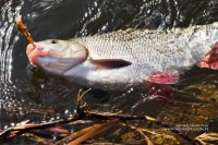 Tu w akcji widzimy woblera Minnow HP ubarwieniem przypominający okonia. Ma długość 5 cm i spokojną akcję, prowadziłem go bardzo wolno wzdłuż łodyg przy brzegu.