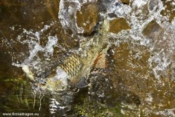 Kleń 45+ jest bardzo waleczny, rozegrane w pięknej scenerii takie hole pamięta się do końca życia… Na końcu żyłki Bullhead.