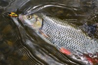 fot. W pysku klenia znajduje się wobler Tiny, firmy Salmo. O tej porze roku, w rzece kleń nie ma pokarmu w takich kolorach [wg oznaczenia Salmo - HC], a mimo tego połakomił się na Tiny. To jeszcze raz potwierdza, że regułą łowienia zimowych kleni jest brak reguł.
