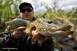 Łukasz liczył na klenia, pstrąga, jazia, okonia, a złowił szczupaka o wadze blisko 3 kg. Elementy wędki: wędzisko GS Tiny 2-12 g, koł. Team Dragon, żyłka Super Camou 0.18 mm, agrafka z krętlikiem Spin Lock nr 14, obrotówka Dragon AG-Classic de Luxe nr 1. Szczupak wyskoczył spod powalonego drzewa i tam też usilnie chciał wrócić, ale wędzisko Tiny i opanowanie Łukasza uniemożliwiły ten manewr.