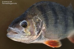 Tego garbuska złowiłem pomiędzy sandaczami, dzięki wyśmienitej czułości sandaczowej wklejanki Fishmaker II c.w. 4 – 21 g. Okoń chętnie żeruje w sandaczowym rewirze, co szczególnie jest widoczne w rzekach. Mając na uwadze przenikanie się rewirów drapieżników różnych gatunków warto wyposażać się w czułe wędziska dysponujące odpowiednią mocą.