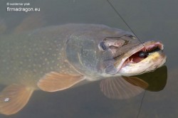 Z kolei łowiąc szczupaki nie przekraczające długości 1 metra, ale żyjące w łowisku z dużą ilością kryjówek z pni i konarów zatopionych drzew, głazów czy umocnień brzegowych, warto założyć najdłuższy przypon z możliwych, nawet 60 cm wykonany z zestawu SELF-MADE.  