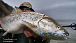 Wobler Salmo Wave z pewnością doczeka się miana lidera wśród przynęt na troć z „solanki”, czyli łowionej z plaży morskiej. To wspaniała, dalekosiężna przynęta.  