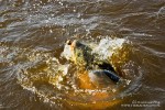 Nawet mały karp (1-3 kg) daje frajdę holowania, a mając go w rękach podczas usuwania haczyka łatwo przywołać wspomnienia pojedynków z dużymi karpiami