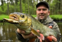 Niezawodny salmiak Bullhead SDR przyczynił się do złowienia ładnego klenia, a biorąc pod uwagę wielkość łowiska – bardzo ładnego klenia.